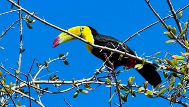 Toucan seen flying around Las Vegas is rescued after surviving in desert for months