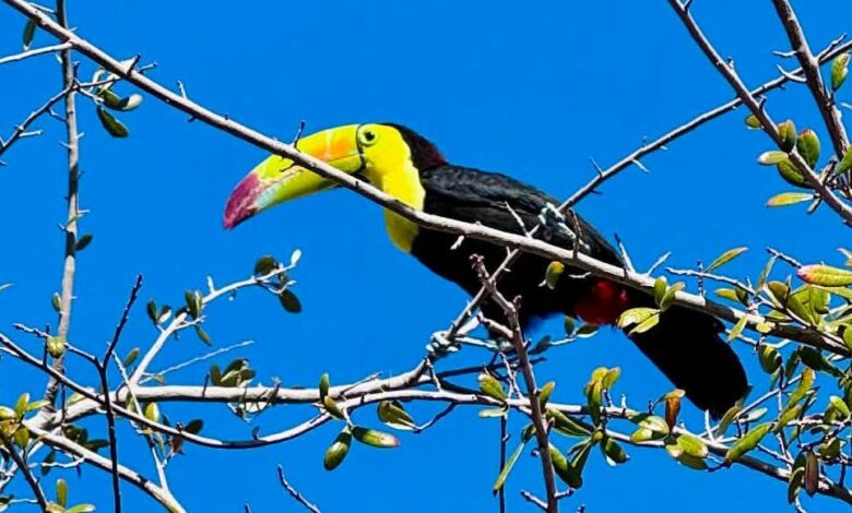 Toucan seen flying around Las Vegas is rescued after surviving in desert for months