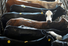 Trump opens US to 80,000 tons of Argentina beef imports to cut prices