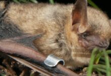 “White nose syndrome” killing millions of bats in North America