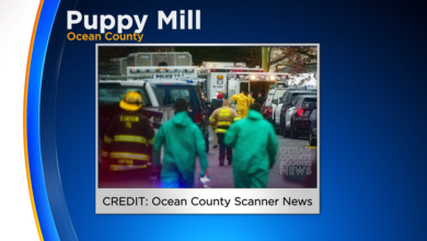 Almost 200 animals rescued from puppy mill in Ocean County Almost 200 animals rescued from puppy mill in Ocean County