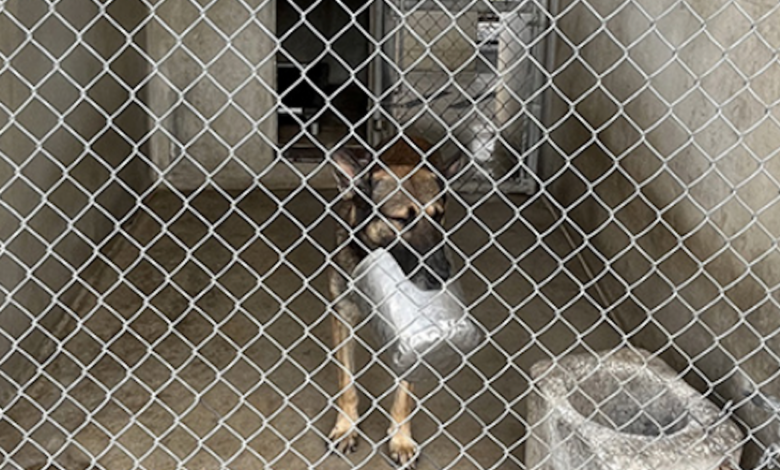 4 military working dogs died because of “unsatisfactory kennel facilities,” Pentagon watchdog finds
