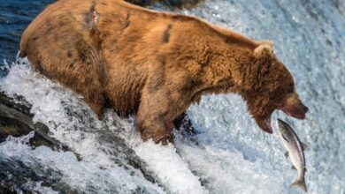 Contributor: Is there a duty to save wild animals from natural suffering?