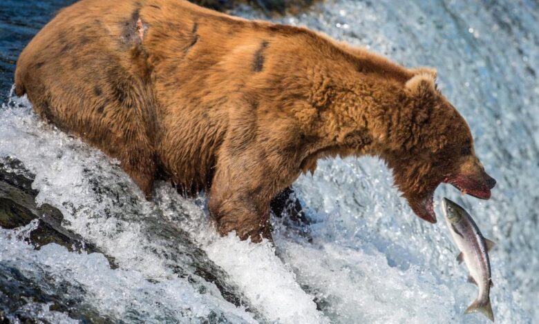 Contributor: Is there a duty to save wild animals from natural suffering?