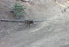 A wolf has come to Los Angeles County for the first time in more than a century