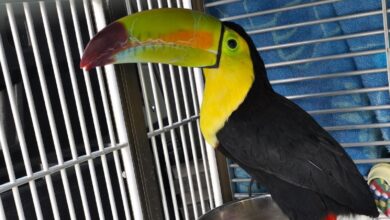 Toucan seen flying around Sin City has been rescued Toucan seen flying around Sin City has been rescued
