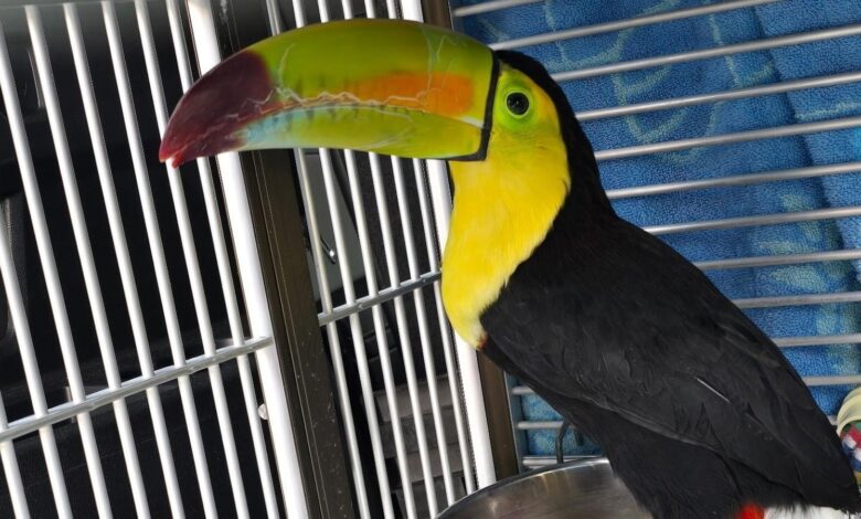 Toucan seen flying around Sin City has been rescued Toucan seen flying around Sin City has been rescued