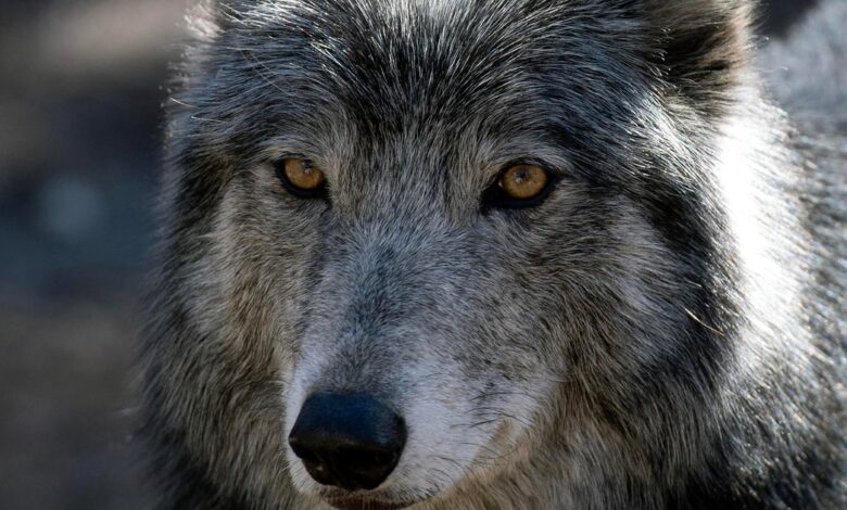 Man accused of torturing, killing wolf in Wyoming agrees to plea deal