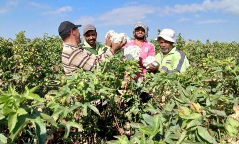 أخبار القطن اليوم في المحافظات.. سعر القنطار وتفاصيل المزاد القادم – اقتصاد