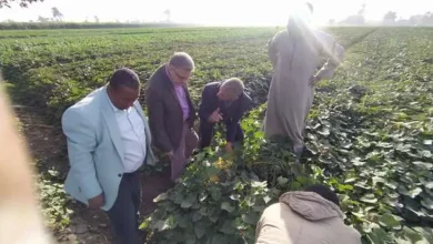 «الزراعة» تحذر من ظهور آفات وأمراض فطرية على المحاصيل بعد سقوط الأمطار – أخبار مصر