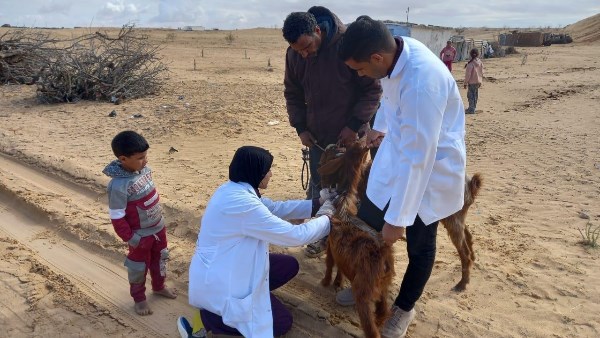 دعم المزارعين وصغار المربين بقوافل بيطرية مجانية بشمال سيناء