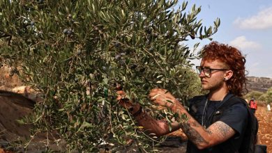 أجانب ساعدوا فلسطينيين في «قطف الزيتون»… فاتهمتهم إسرائيل بـ«الإرهاب»