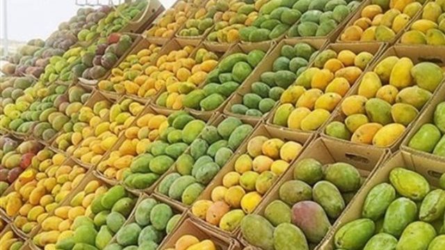 أسعار المانجو تفاجئ الجميع اليوم الجمعة| كم يصل سعر الكيلو؟ 1 553
