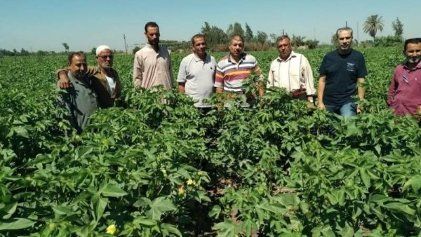 ندوة إرشادية للنهوض بمحصول القطن بكفر الأعصر بمركز أبو كبير 1 716257971529202507080153215321