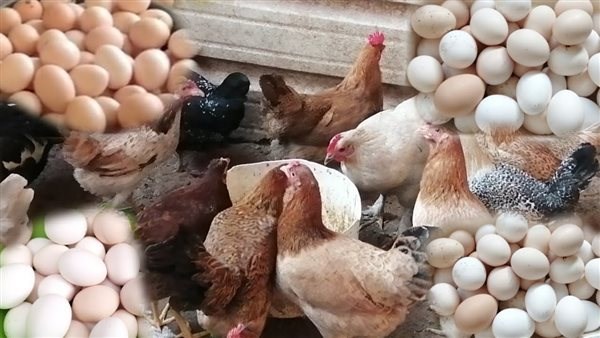 بعد انخفاض الفراخ البيضاء.. أسعار الدواجن والبانيه اليوم الأربعاء 1 568347831609202502020312201220