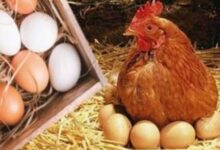 580700621306202502051251355135