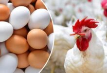 6371065426945202502010833263326