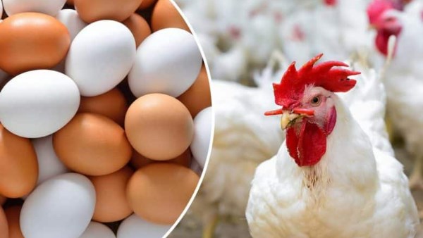 هدوء في أسعار الدواجن بالأسواق .. وهذا ثمن الكيلو 1 6371065426945202502010833263326