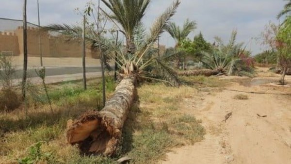 غرامة 5 آلاف جنيه عقوبة قطع النخيل طبقا لقانون الري 1 66180243488202510291137203720