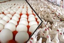 1809754358455202511150855575557