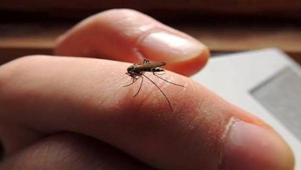 طرق آمنة للتخلص من الناموس داخل المنزل.. حلول فعالة 1 6271977767053202511111112111211