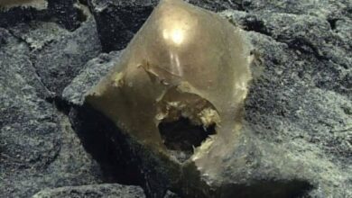 اكتشاف كرة ذهبية غامضة في أعماق المحيط تثير حيرة العلماء.. ما القصة؟ 6 663740585913202511150649354935