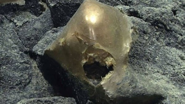 اكتشاف كرة ذهبية غامضة في أعماق المحيط تثير حيرة العلماء.. ما القصة؟ 1 663740585913202511150649354935