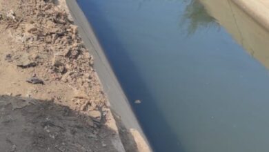 الترخيص لـ921 مشروعا زراعيا وتطهير 14 كم من المساقى الخصوصية 5 68613266629352025111502090292