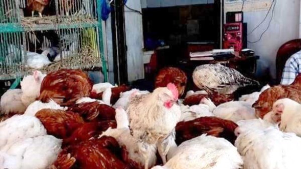 69920097559820251128120752752