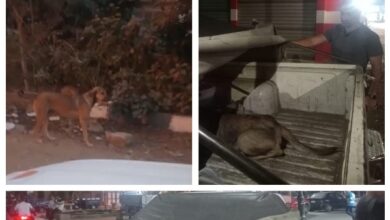 811122173821220251129040244244