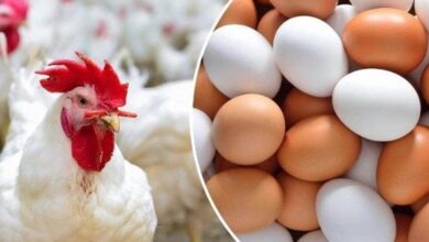 4.8 مليون فرخة و1.5 مليون طبق بيض حجم الإنتاج اليومي – الأسبوع 5 elaosboa73805