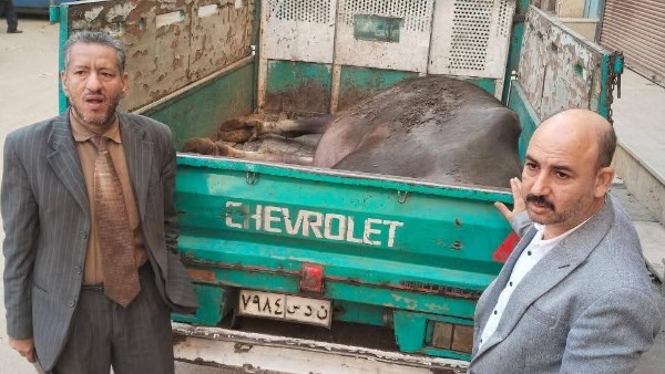 ضبط 185 كيلو لحوم مذبوحة خارج المجازر ومصنعات لحوم مجهولة بالغربية 1 6921829931814202512091121162116