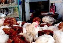 699200975598202512051255125512