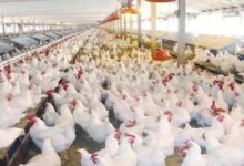 88144645400020251207121800180