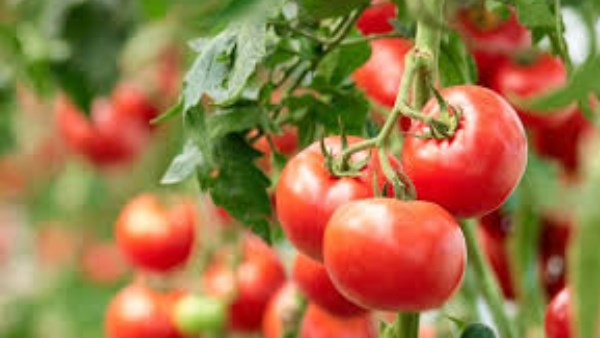 720185052351420251218060546546