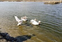 778175248256320260120020046046