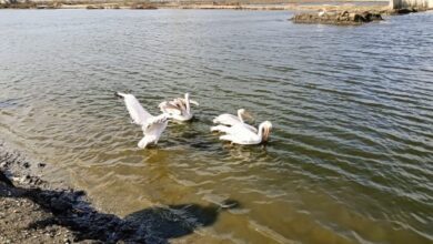 778175248256320260120020046046