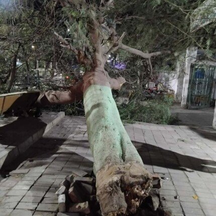 بسبب شدة الرياح.. سقوط شجرة ضخمة في أحد شوارع تلا بالمنوفية دون خسائر بشرية 1 elaosboa32049