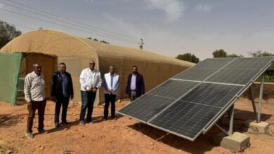 محطة توشكى نموذج داعم للتوسع الزراعي المستدام – الأسبوع 8 elaosboa98365