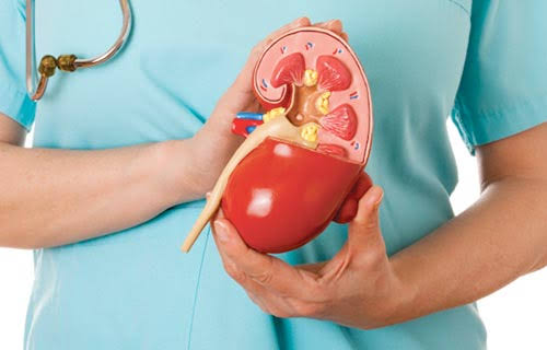 5 أطعمة تناولها بانتظام للحفاظ على صحة الكلى 1 563