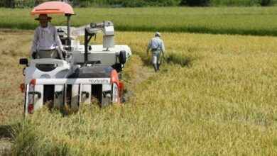 الصادرات الزراعية لليابان ترتفع إلى مستوى قياسي جديد بلغ 1.7 تريليون ين 5 835101665063620260203102706276