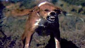 كلب ضال يعقر 6 أطفال في أطفيح 1 848