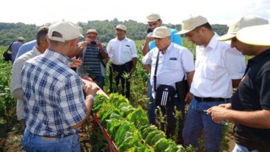 «الزراعة» تنجح في دعم 715 ألف مزارع بالريف بأنشطة «بحوث الإرشاد الزراعي» – الأسبوع 5 elaosboa73189