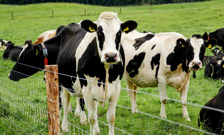 H5N1 mutations let it target cow mammary tissue