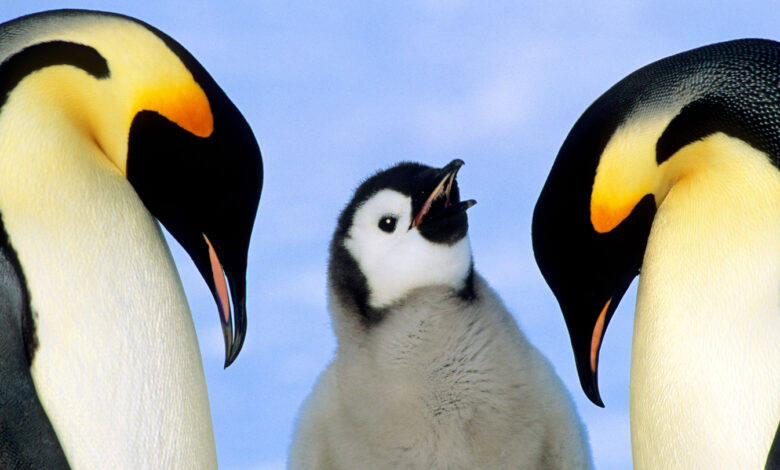 Emperor penguins face extinction as sea ice vanishes