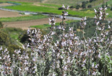 Dust-eating plants: how leaves take in nutrients