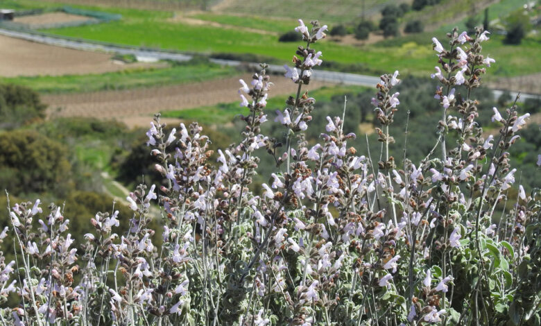 Dust-eating plants: how leaves take in nutrients