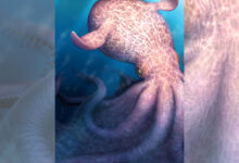 Giant octopuses could have ruled Cretaceous deep—jaws reveal