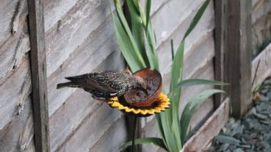 3 Must-Have Flowers to Attract Birds to Your Summer Garden