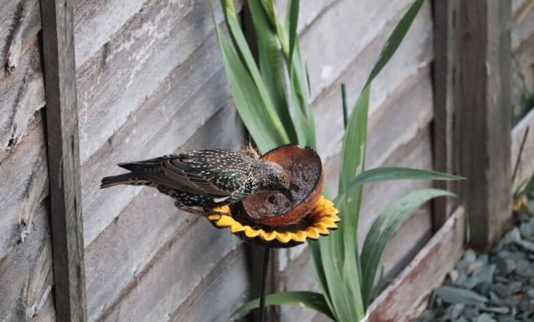 3 Must-Have Flowers to Attract Birds to Your Summer Garden